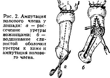 АМПУТАЦИЯ - Ветеринарный энциклопедический словарь - Толковые Словари и  Энциклопедии